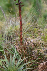Puya parviflora