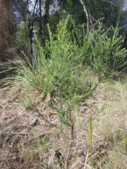 Cassinia aculeata aculeata