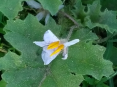 Solanum