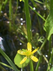 Ranunculus inundatus