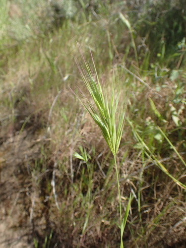 iNaturalist observation photo of Red Brome