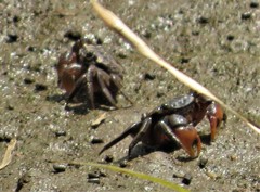 Parasesarma catenatum