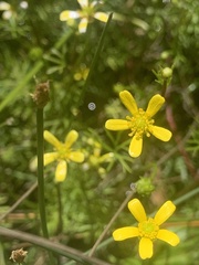 Ranunculus inundatus