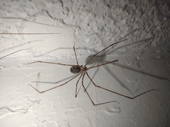Pholcidae