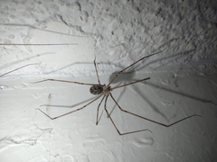 Pholcidae