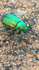 Diphucephala colaspidoides