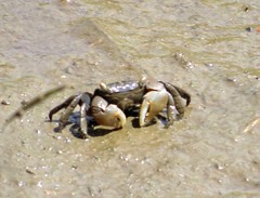 Parasesarma catenatum