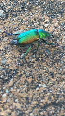 Diphucephala colaspidoides