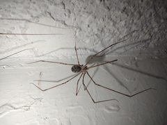Pholcidae