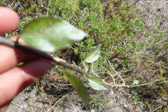 Solanum africanum