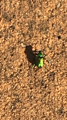 Diphucephala colaspidoides