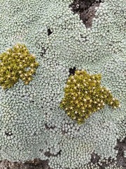 Colobanthus brevisepalus