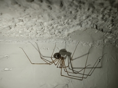 Pholcidae