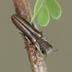 Agrilus gibbicollis