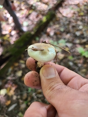 Hygrophorus occidentalis