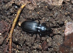 Pterostichus stygicus