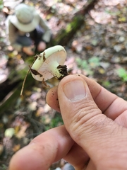 Hygrophorus occidentalis