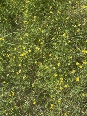 Ranunculus inundatus