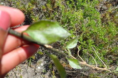 Solanum africanum