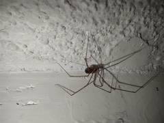 Pholcidae