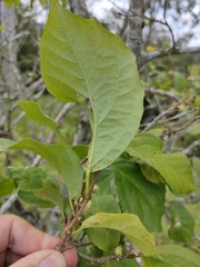 Mallotus claoxyloides