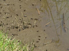 Parasesarma catenatum