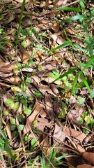 Pterostylis nutans