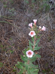 Lobostemon glaucophyllus