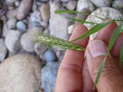 Hordeum murinum glaucum