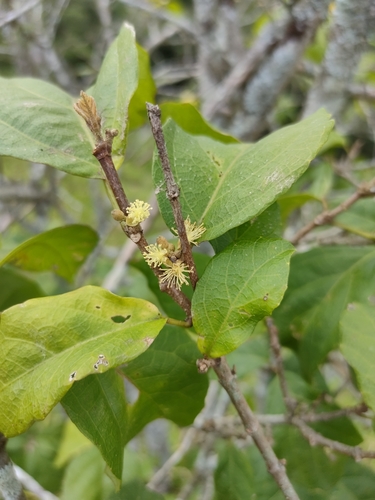 Mallotus claoxyloides (F.Muell.) Müll.Arg.