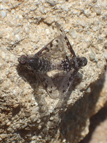 iNaturalist observation photo of Charcoal Bee Flies