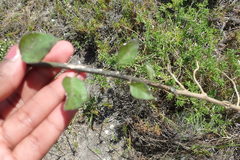 Solanum africanum