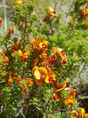 Pultenaea procumbens