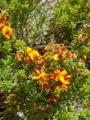 Pultenaea procumbens