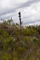Image of Puya parviflora