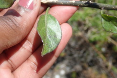 Solanum africanum