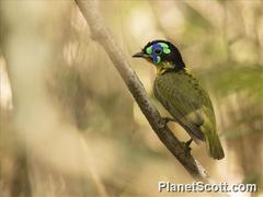 Philepitta schlegeli