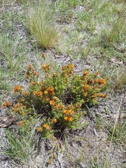 Pultenaea procumbens