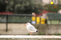 Chroicocephalus ridibundus