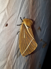 Kentroleuca albilinea