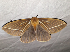 Kentroleuca albilinea