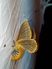 Kentroleuca albilinea