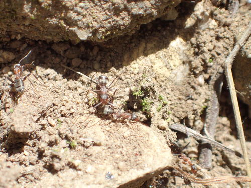 iNaturalist observation photo of Wood, Mound, and Field Ants