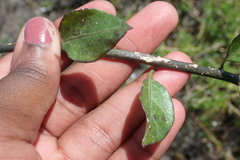 Solanum africanum
