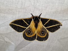 Automeris lauroia