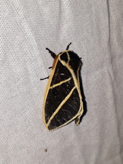 Automeris lauroia