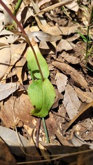 Chiloglottis trapeziformis