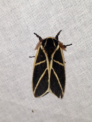 Automeris lauroia