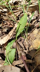Chiloglottis trapeziformis