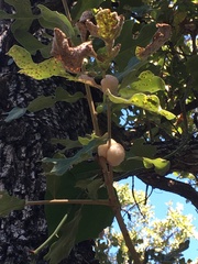 Striatoandricus aciculatus